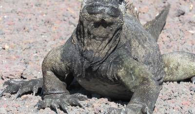 Galapagos Scuba Dive - 5 Days — 3