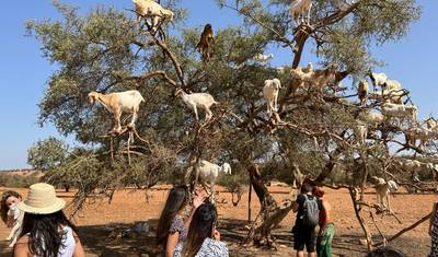 Excursão de 15 Dias por Marrocos a Partir de Casablanca — 2