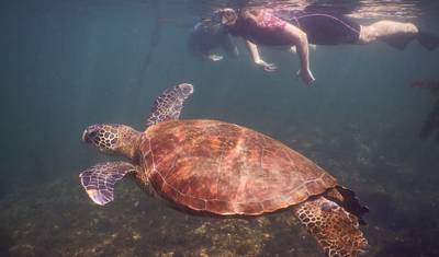 8日間ガラパゴス諸島アイランドホッピング：3つの主要な島を巡る旅！ — 3