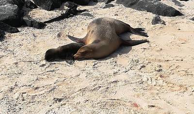 8日間ガラパゴス諸島アイランドホッピング：3つの主要な島を巡る旅！ — 5