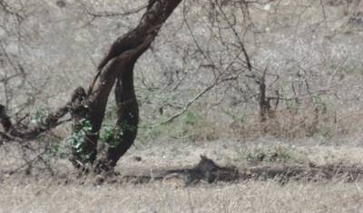 Kenyan National Park Safari - 9 Days — 3