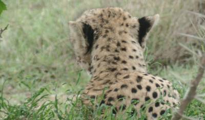 Kenyan National Park Safari - 9 Days — 5