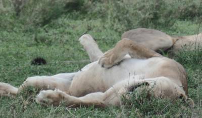 Kenyan National Park Safari - 9 Days — 2
