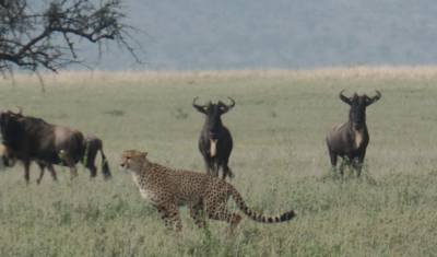 Kenyan National Park Safari - 9 Days — 4