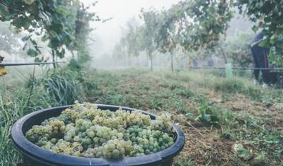 Portugalska Przygoda z Winem (Lokalne Zbiory Winogron, Odkrywanie Porto, Degustacje Win, itp...) — 5