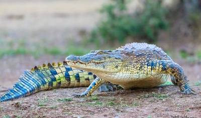 Akagera National Park Rwanda: 2 Days Game Drive and Pastoralist Experience — 3