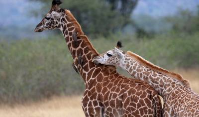 Akagera National Park Rwanda: 2 Days Game Drive and Pastoralist Experience — 4