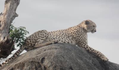4-dniowe safari Tarangire, Serengeti i Ngorongoro — 4