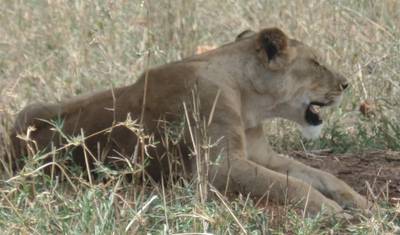 4-dniowe safari Tarangire, Serengeti i Ngorongoro — 3