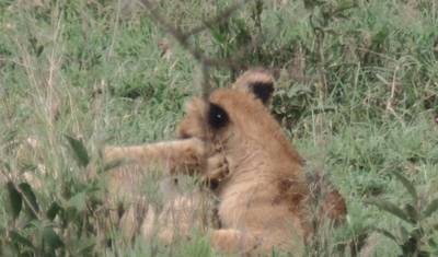 4-dniowe safari Tarangire, Serengeti i Ngorongoro — 5