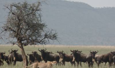 4-dniowe safari Tarangire, Serengeti i Ngorongoro — 2