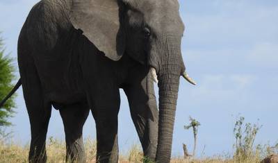 8 Days Tanzania Familly Safari/Tarangire, Lake Manyara Serengeti, Ngorongoro Crater — 2