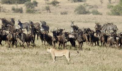 8 Days Tanzania Familly Safari/Tarangire, Lake Manyara Serengeti, Ngorongoro Crater — 3