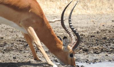 8 Days Tanzania Familly Safari/Tarangire, Lake Manyara Serengeti, Ngorongoro Crater — 5