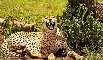 アフリカで最も有名な国立公園を巡る8日間サファリ — 5