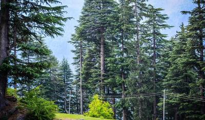 Piękno Himachal - 7 dni — 3