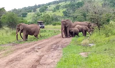 Odkryj Rwandę: Trekking z Gorylami, Wielka Piątka, Wielkie Koty i Wycieczka nad Jezioro Kivu (Wyłącznie Prywatna) — 3