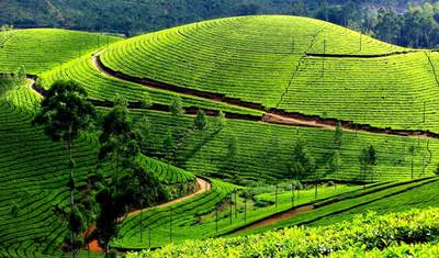 Passeio relaxante por Kerala (Cochin Munnar Alleppy Cochin) — 4