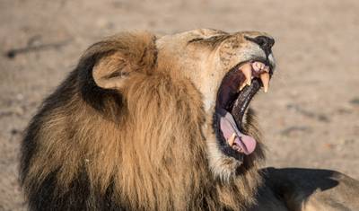 Nyati BIG-5 Classic “Best of Zambia” Safari Experience: Lower Zambezi, Kafue (Busanga Plains) and South Luangwa National Parks – 11 days — 2
