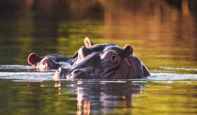 Nyati BIG-5 Classic “Best of Zambia” Safari Experience: Lower Zambezi, Kafue (Busanga Plains) and South Luangwa National Parks – 11 days — 5