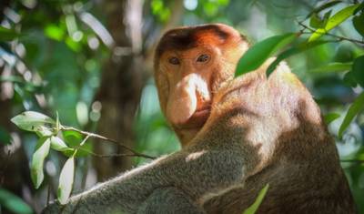 11D10N Explorador Costeiro e Interior de Sarawak — 3