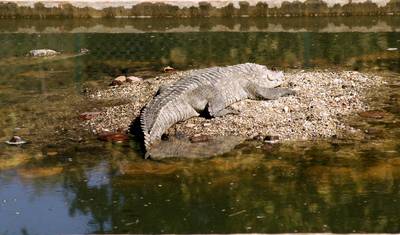 LUXURIOUS 14 Days India Nepal Wildlife Tour with Taj Mahal (ALL INCLUSIVE) — 3
