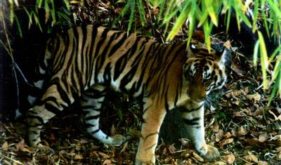 LUXURIOUS 14 Days India Nepal Wildlife Tour with Taj Mahal (ALL INCLUSIVE) — 4