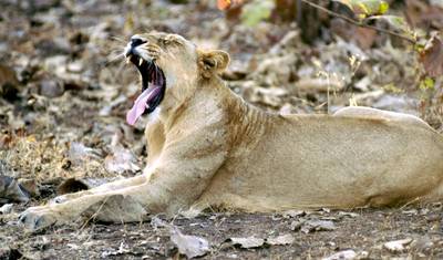 LUXURIOUS 14 Days India Nepal Wildlife Tour with Taj Mahal (ALL INCLUSIVE) — 2