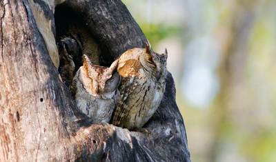 LUXURIOUS 14 Days India Nepal Wildlife Tour with Taj Mahal (ALL INCLUSIVE) — 5