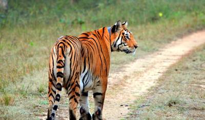 Excursão de 7 Dias para Ver Tigres nos Parques Nacionais de Pench e Tadoba, partindo de Nagpur — 2