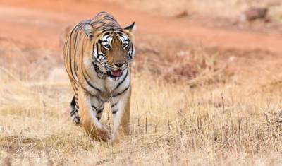 Excursão de 7 Dias para Ver Tigres nos Parques Nacionais de Pench e Tadoba, partindo de Nagpur — 3