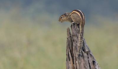 Excursão de 7 Dias para Ver Tigres nos Parques Nacionais de Pench e Tadoba, partindo de Nagpur — 4