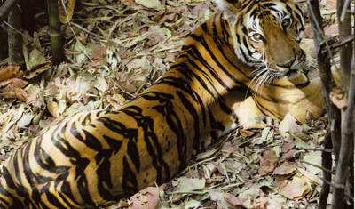 Excursão de Safári de Vida Selvagem de 7 Dias em Tadoba, Nagzira e Pench saindo de Nagpur — 3
