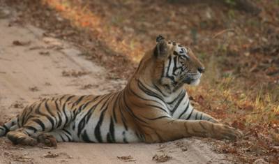 Excursão de Safári de Vida Selvagem de 7 Dias em Tadoba, Nagzira e Pench saindo de Nagpur — 5
