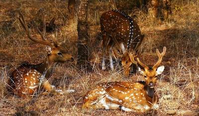 ラジャスタン＆野生動物サファリ付きゴールデン・トライアングル 11日間プライベート・インドツアー（Delhi、Agra、Jaipur、Ranthambore、Udaipur） — 3