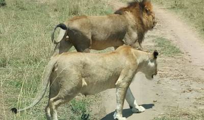 9 Dias: O Melhor do Quênia e Safari de Gorilas em Uganda — 5