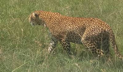 9 Dias: O Melhor do Quênia e Safari de Gorilas em Uganda — 4