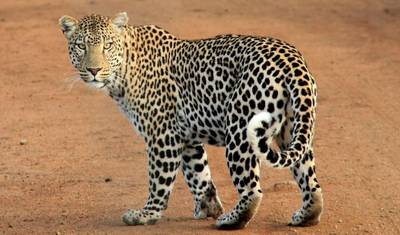 9 Dias: O Melhor do Quênia e Safari de Gorilas em Uganda — 2