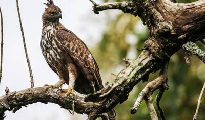 Excursão de 4 Dias pela Vida Selvagem de Mysore e Bandipur partindo de Bangalore (TUDO INCLUÍDO) — 3
