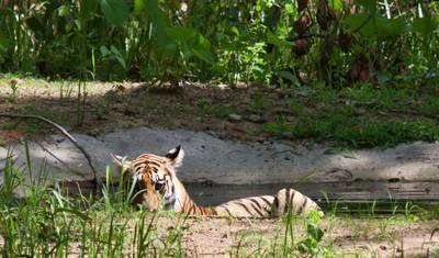 Excursão de 4 Dias pela Vida Selvagem de Mysore e Bandipur partindo de Bangalore (TUDO INCLUÍDO) — 4