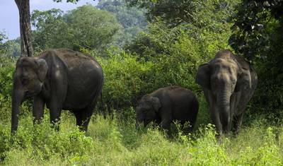 Excursão de 4 Dias pela Vida Selvagem de Mysore e Bandipur partindo de Bangalore (TUDO INCLUÍDO) — 2