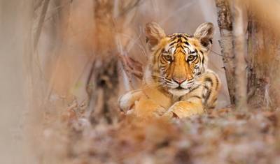 Excursão de 4 Dias pela Vida Selvagem de Mysore e Bandipur partindo de Bangalore (TUDO INCLUÍDO) — 5