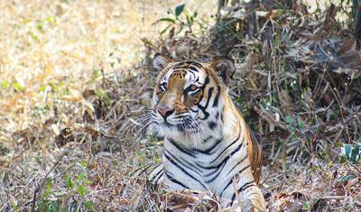 Golden Triangle & Tiger Safari — 3