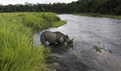 Pacote Turístico Chitwan: 2 Noites e 3 Dias de Safari na Selva com Recolha — 2