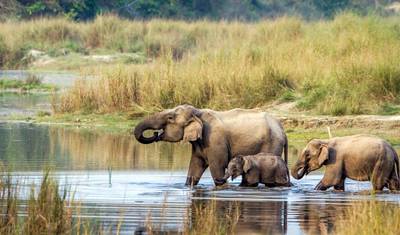 Pacote Turístico Chitwan: 2 Noites e 3 Dias de Safari na Selva com Recolha — 4