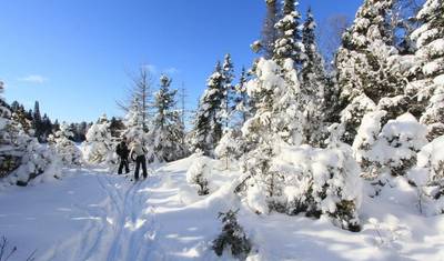 Algonquin Winter Log Cabin Adventure — 4