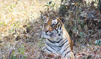 インド野生動物とトラのサファリ — 3