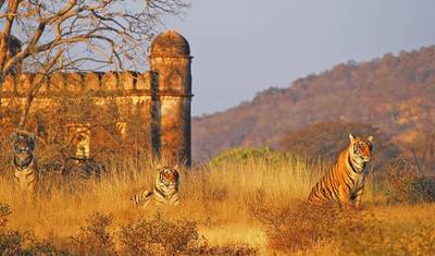 インド野生動物とトラのサファリ — 2