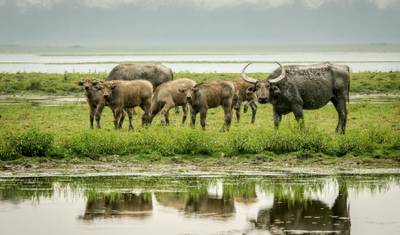 Indian Wildlife Odyssey — 3