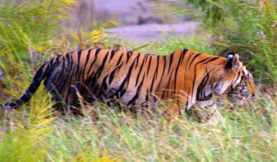 Indian Wildlife Odyssey — 4